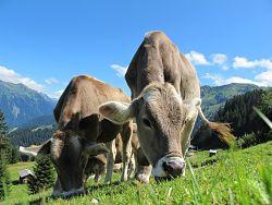 cows-cow-203460_640_opt